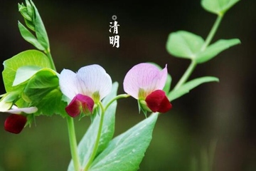 清明节和寒食节是一个节日吗