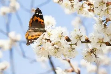 清明节和寒食节是一个节日吗