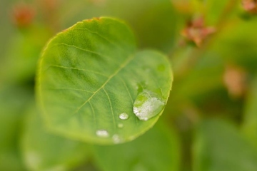 清明节和寒食节是一个节日吗