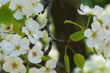 清明节始于什么时候,清明节起源于哪个朝代