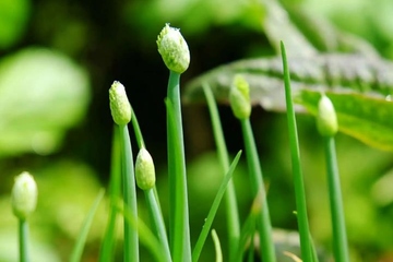 清明节属于中国传统节日吗