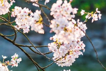 清明节和清明节气有什么区别