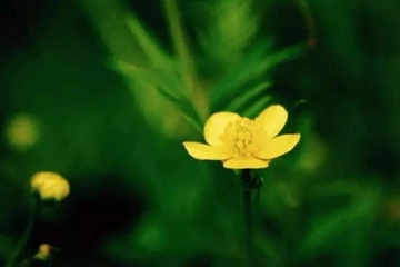 今年的清明节是哪一日,今年的清明节是多少号