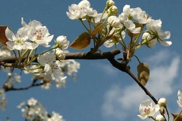 今年的清明节是哪一日,今年的清明节是多少号