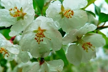 清明节的特点,清明节的节气特点