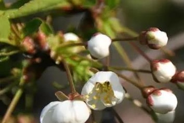 清明节为什么要烧纸钱