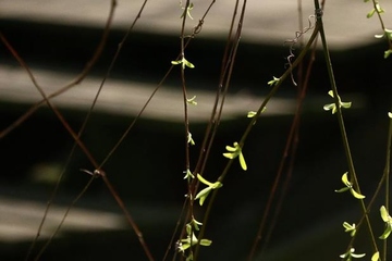 清明节为什么要插柳枝,清明节插柳枝是纪念谁的