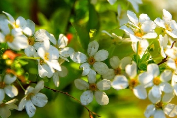 清明节每年都是4月4号吗