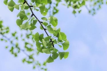 清明节每年都是4月4号吗