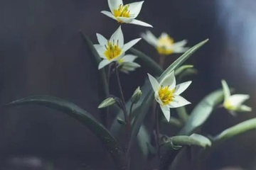 清明节需要准备的东西,清明祭拜要准备什么