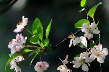 清明节需要准备的东西,清明祭拜要准备什么