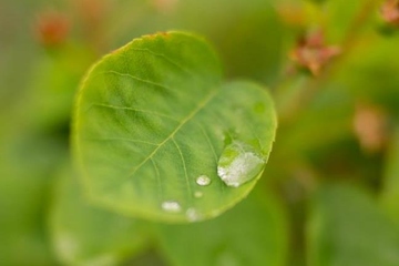 清明节是多少号几月几号,清明节是每年几号