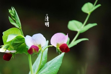 清明节为什么要吃清明团子