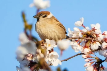 清明节是按阳历还是农历,清明节农历还是阳历