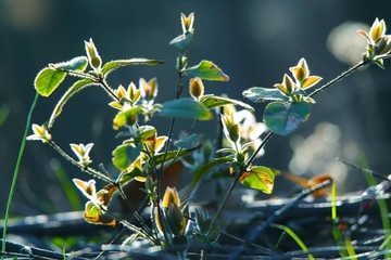 清明节下雨有什么说法