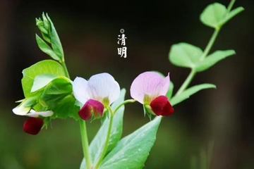 清明节有什么讲究和禁忌