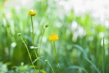 清明节为什么要插柳条,清明节插柳的由来