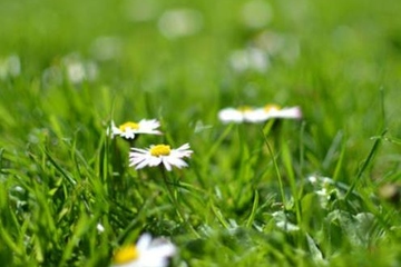 清明节都是4月5日吗,每年4月4号都是清明节吗