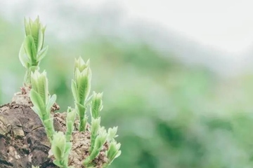 清明节都是4月5日吗,每年4月4号都是清明节吗