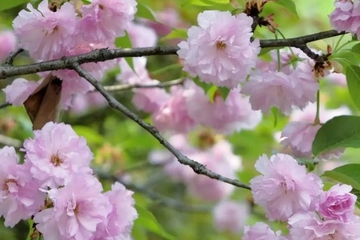 清明节填土在那个方向取土,添坟从哪里取土好