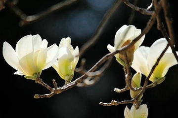 清明节填土在那个方向取土,添坟从哪里取土好