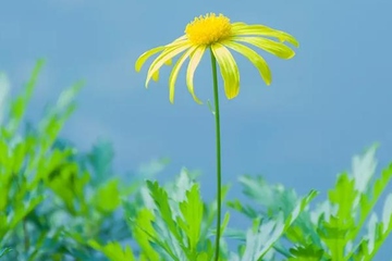 清明节填土在那个方向取土,添坟从哪里取土好