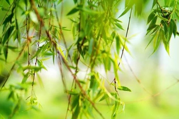 清明节是春天还是夏天,清明节是春夏秋冬哪个季节