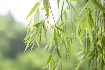 寒食节又被称为什么节,寒食节又叫什么节