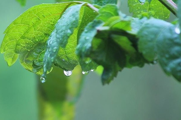 清明节是什么时候开始流传的,清明节起源于什么时候