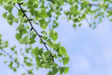 清明节是鬼节吗,清明节被称为鬼节吗