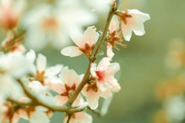 清明节是鬼节吗,清明节被称为鬼节吗