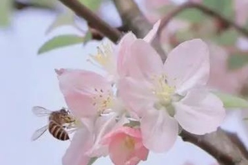 清明节踏青的唯美句子