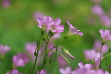 寒食节是什么意思,什么是寒食节