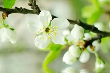 上巳节又被称为什么节,上巳节俗称什么节