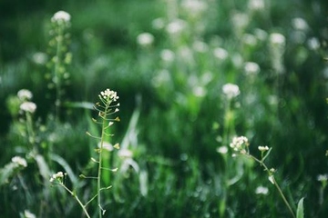 上巳节又被称为什么节,上巳节俗称什么节