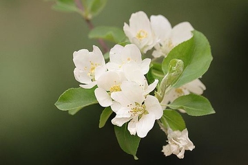 清明节是自然节气吗,清明节是节气还是节日