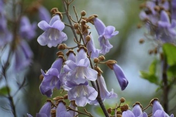 清明节是自然节气吗,清明节是节气还是节日