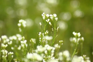 清明节的寄语,清明节的寄语大全