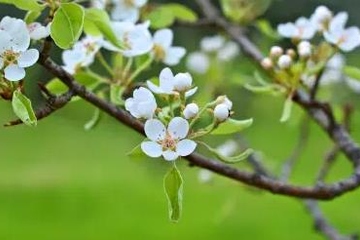 清明节网上祭扫,清明节网上祭祀网站