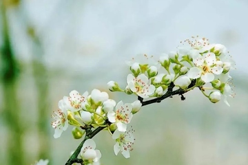 清明节网上祭扫,清明节网上祭祀网站