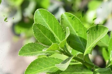 有关寒食节的由来,寒食节的由来简介