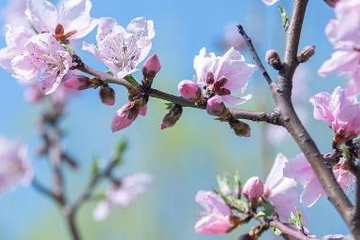 清明节上坟要上香吗,清明节上坟能不能上香