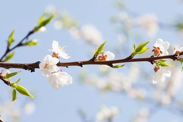 清明节上坟要上香吗,清明节上坟能不能上香