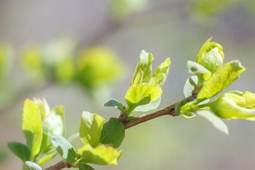 清明节上坟要上香吗,清明节上坟能不能上香