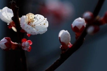 清明节是祭祖的节日吗