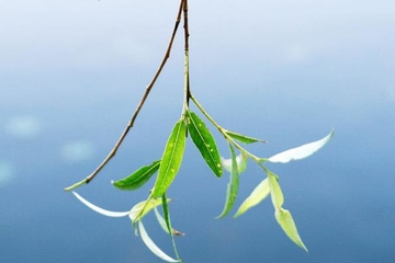 清明节是祭祖的节日吗