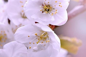 上巳节要干什么,上巳节的风俗是什么