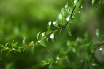 清明节要吃青团吗,清明节要不要吃青团