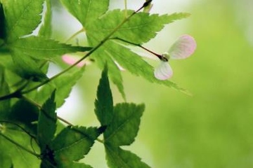 清明节是农历四月初五吗,清明节都是4月5日吗