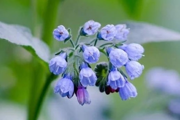 清明节是农历四月初五吗,清明节都是4月5日吗